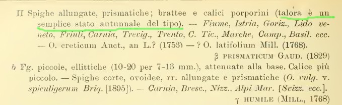 Origanum vulgare subsp. prismaticum
